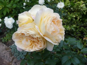 BELLE DE JOUR (floribunda)